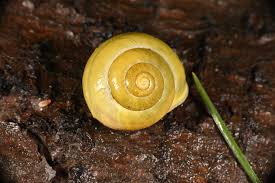 Attēlu rezultāti vaicājumam “Cepaea hortensis”