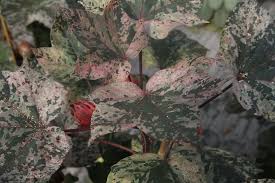 Attēlu rezultāti vaicājumam “Antrodia gossypium”