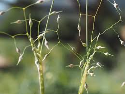 Attēlu rezultāti vaicājumam “Anisantha tectorum fruit”