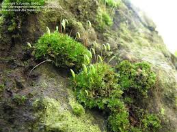 Attēlu rezultāti vaicājumam “Bryum capillare”
