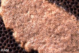 Attēlu rezultāti vaicājumam “Hypocrea pulvinata”