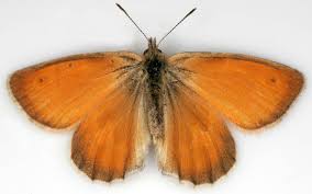 Attēlu rezultāti vaicājumam “Coenonympha pamphilus underside”