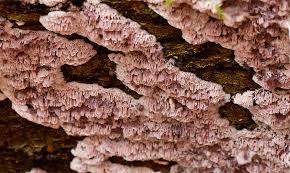 Attēlu rezultāti vaicājumam “Ceriporia excelsa”