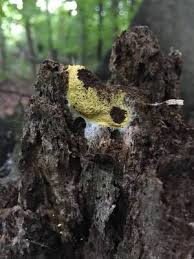 Attēlu rezultāti vaicājumam “Fuligo septica var. candida spores”