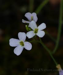 Attēlu rezultāti vaicājumam “Cardaminopsis arenosa flower”