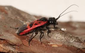 Attēlu rezultāti vaicājumam “Caenolyda reticulata”