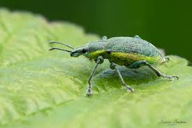 Attēlu rezultāti vaicājumam “Chlorophanus viridis”