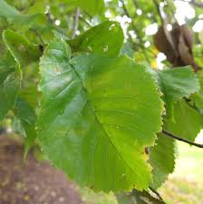 Attēlu rezultāti vaicājumam “Ulmus x hollandica leaf”