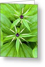 Attēlu rezultāti vaicājumam “Paris quadrifolia flower”