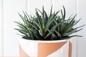 Image result for Haworthia