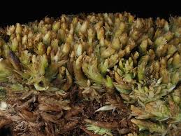 Attēlu rezultāti vaicājumam “Sphagnum compactum”