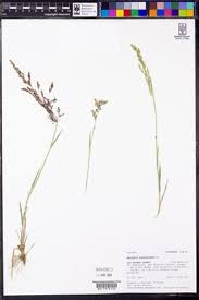 Attēlu rezultāti vaicājumam “Agrostis stolonifera”