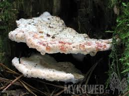 Attēlu rezultāti vaicājumam “Postia guttulata”