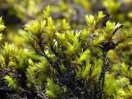 Attēlu rezultāti vaicājumam “Schistidium robustum sporophyte”
