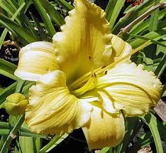 Attēlu rezultāti vaicājumam “Hemerocallis lilioasphodelus”