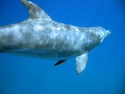 Image result for Tursiops truncatus