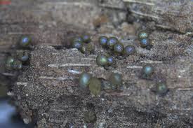 Attēlu rezultāti vaicājumam “Trichia crateriformis spores”