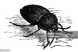 Attēlu rezultāti vaicājumam “Silpha sp.”