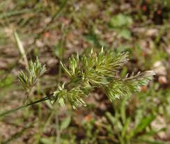 Attēlu rezultāti vaicājumam “Dactylis polygama”