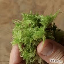 Attēlu rezultāti vaicājumam “Sphagnum molle”