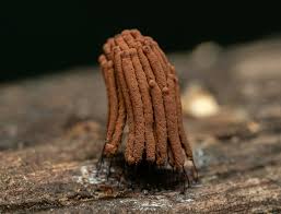 Attēlu rezultāti vaicājumam “Stemonitis pallida var. rubescens stalked”