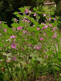 Image result for Malva sylvestris