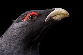 Attēlu rezultāti vaicājumam “Tetrao urogallus male”