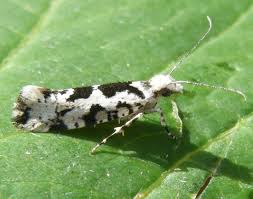 Attēlu rezultāti vaicājumam “Ypsolopha sequella”