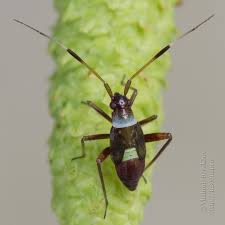 Attēlu rezultāti vaicājumam “Closterotomus biclavatus imago”