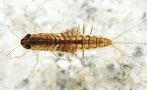 Attēlu rezultāti vaicājumam “Siphlonurus”