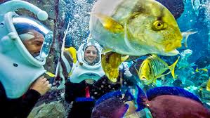 Image result for Underwater Adventures