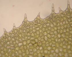 Attēlu rezultāti vaicājumam “Plagiochila porelloides”