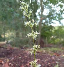 Attēlu rezultāti vaicājumam “Silene otites”