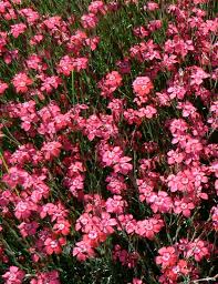 Attēlu rezultāti vaicājumam “Dianthus deltoides flower”