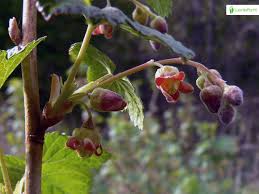 Attēlu rezultāti vaicājumam “Ribes nigrum flower”