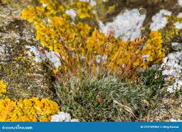 Attēlu rezultāti vaicājumam “Grimmia pulvinata sporophyte”