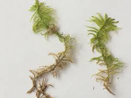 Attēlu rezultāti vaicājumam “Pseudoscleropodium purum”