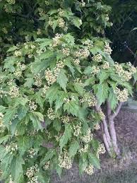 Attēlu rezultāti vaicājumam “Acer tataricum subsp. ginnala bud”