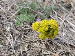 Attēlu rezultāti vaicājumam “Cenolophium denudatum leaf”