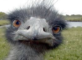 http://t0.gstatic.com/images?q=tbn:ANd9GcSWazEw30n2MAQSth6kWASYILGKuVVNUHxIvbZyoL2zz27Q6LSEOQ