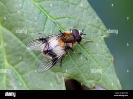 Attēlu rezultāti vaicājumam “Leucozona lucorum”