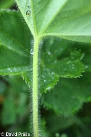 Attēlu rezultāti vaicājumam “Alchemilla vulgaris aggr. bud”