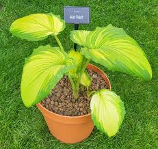 Image result for Hosta Warpaint