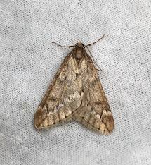 Attēlu rezultāti vaicājumam “Alsophila aescularia”