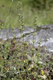 Attēlu rezultāti vaicājumam “Acinos arvensis leaf”