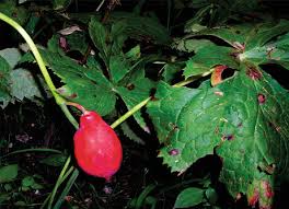 Attēlu rezultāti vaicājumam “Berberidaceae”