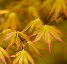 Image result for Acer palmatum `Orange Dream`