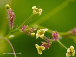 Attēlu rezultāti vaicājumam “Cotinus coggygria flower”