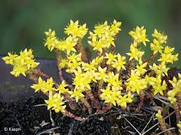 Image result for Sedum acre