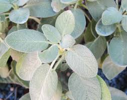 Attēlu rezultāti vaicājumam “Salvia officinalis leaf”